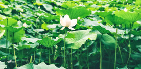 荷花