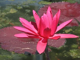 睡莲