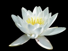 睡莲