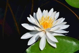 睡莲