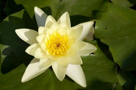 睡莲