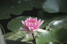睡莲