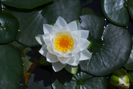睡莲
