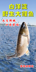 野生大鲤鱼