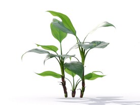 C4D模型草菜植物芭蕉棕榈