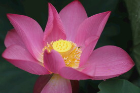花卉