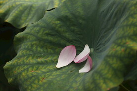 花瓣