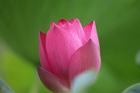 莲花