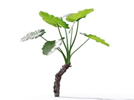 C4D模型草菜植物芭蕉