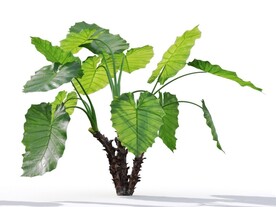 C4D模型草菜植物芭蕉
