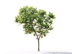 C4D模型 植物树木柠檬树