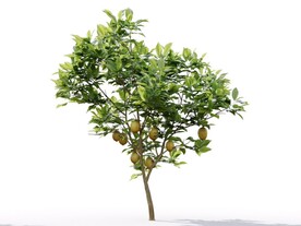 C4D模型 植物树木柠檬树