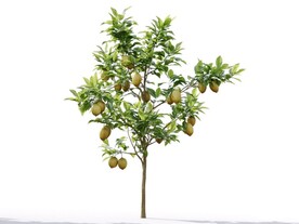 C4D模型 植物树木柠檬树