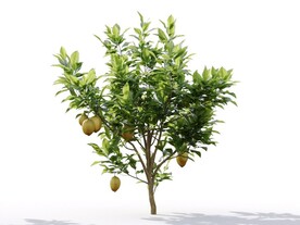C4D模型 植物树木柠檬树