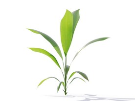 C4D模型 植物树木仙茅