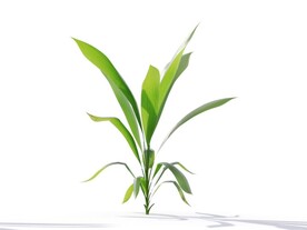 C4D模型 植物树木仙茅
