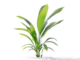 C4D模型 植物树木仙茅