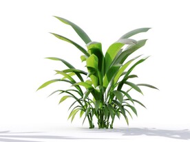C4D模型 植物树木仙茅