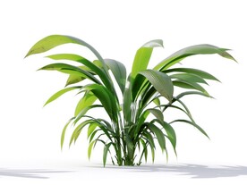 C4D模型 植物树木仙茅