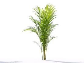 C4D模型 植物树木黄芪草
