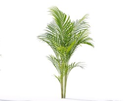 C4D模型 植物树木黄芪草