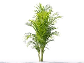C4D模型 植物树木黄芪草
