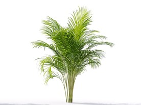 C4D模型 植物树木黄芪草