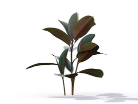 C4D模型榕树植物树木绿化