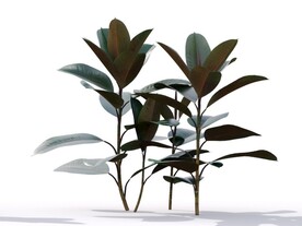 C4D模型榕树植物树木绿化