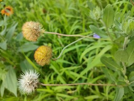 路边的野草野花