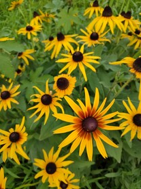 美丽黑心金光菊