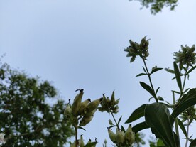 天空下的路边绿植