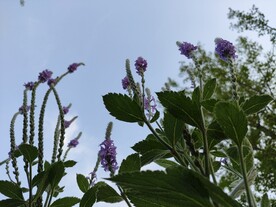 路边紫色小花的绿植