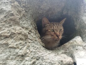 假山洞中的猫咪