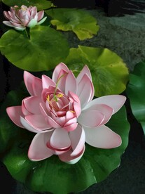 水中的仿真荷叶粉色莲花