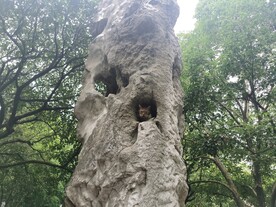 下雨天假山山洞中的猫咪