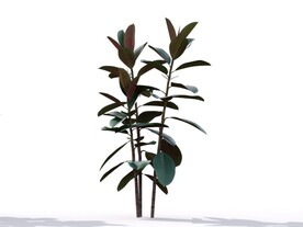C4D模型榕树植物树木绿化