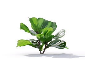 C4D模型榕树植物树木绿化