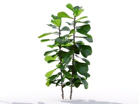 C4D模型榕树植物树木绿化