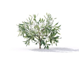 C4D模型油橄榄植物树木绿化