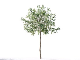 C4D模型榕树植物树木绿化
