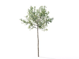 C4D模型榕树植物树木绿化