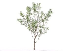 C4D模型榕树植物树木绿化