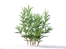 C4D模型迷迭香植物树木绿化
