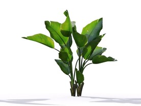 C4D模型鹤望兰绿色植物景观