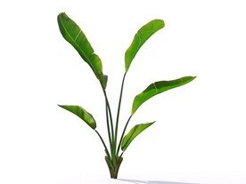 C4D模型鹤望兰绿色植物景观