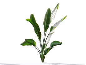 C4D模型鹤望兰绿色植物景观