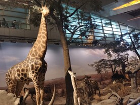 上海科技馆自然展区长颈鹿