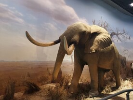 上海科技馆自然展区大象