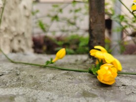 金黄色的迎春花